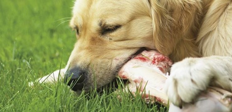 Hunde Ernährung Barfen