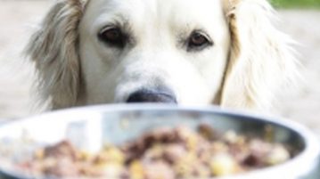 Hund Fütterung Mythen