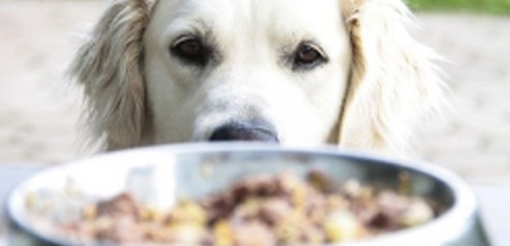 Hund Fütterung Mythen