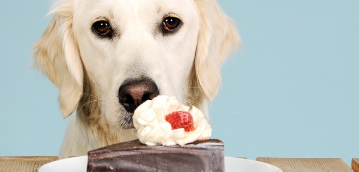 Richtig füttern Hunde mit Diabetes » DER HUND