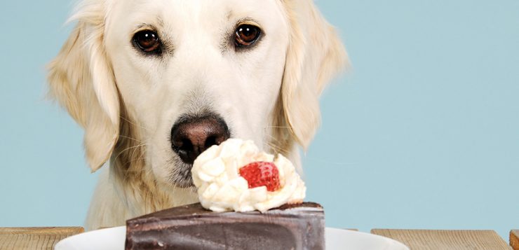 Hunde mit Diabetes richtig füttern