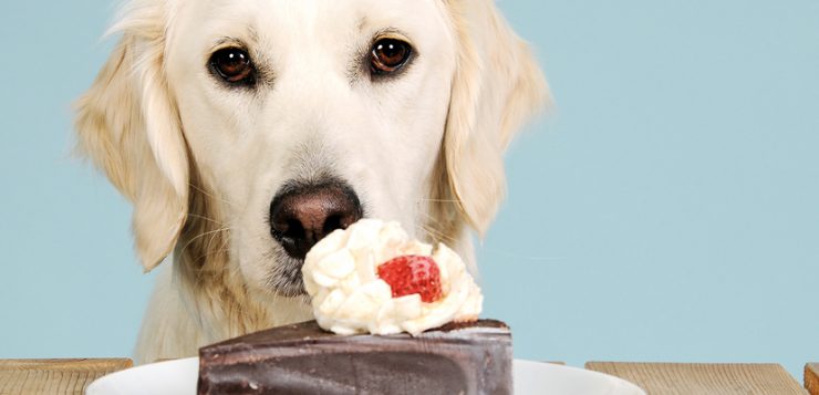 Richtig füttern Hunde mit Diabetes » DER HUND