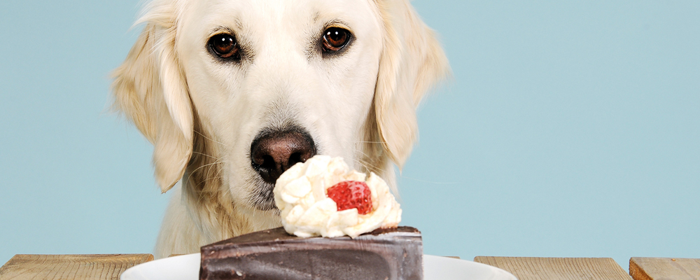 Hunde mit Diabetes richtig füttern