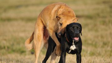 Hunde Paarung