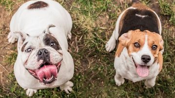 Grundregeln für die Belohnung Hunde warten auf Belohnung