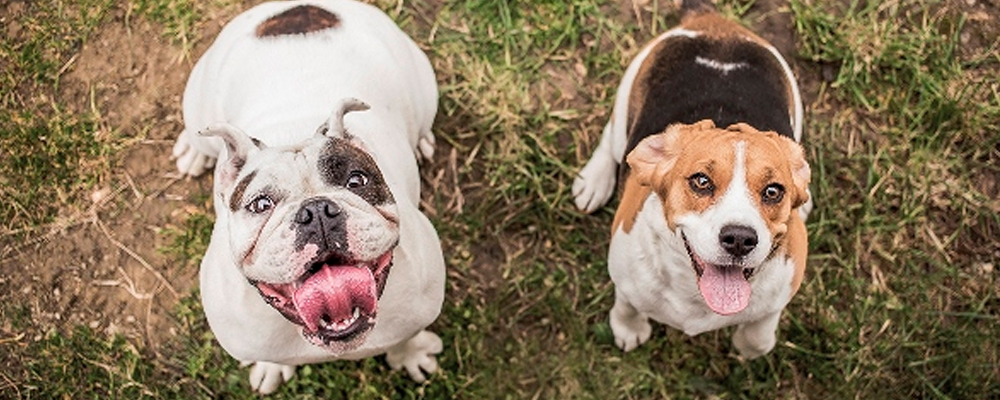 Hunde warten auf Belohnung