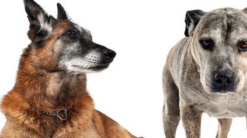 Alte Hunden
