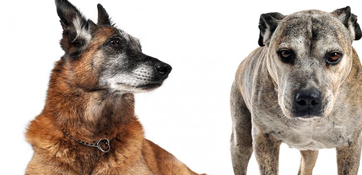 Alte Hunden