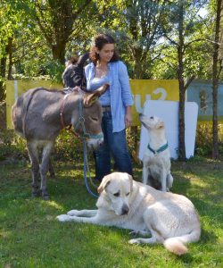 Hunde training