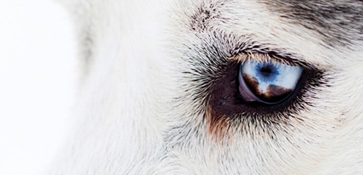 Auge Husky