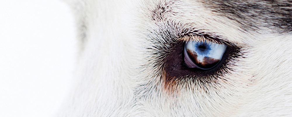 Was bedeuten große pupillen bei hunden