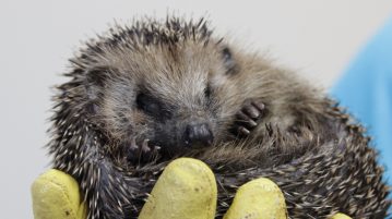 Igel in Hand