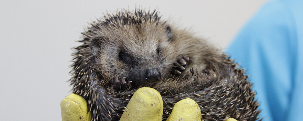 Igel in Hand