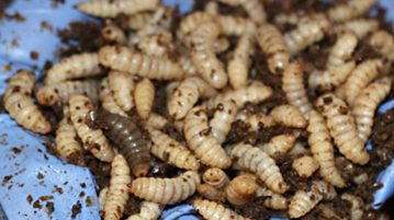 Hundefutter aus Insektenlarven