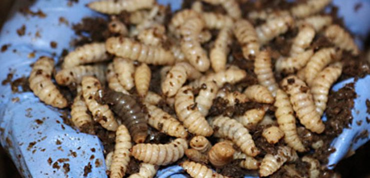 Hundefutter aus Insektenlarven