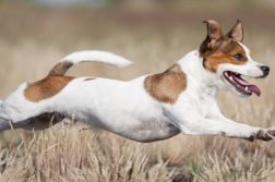 Jack Russel aktiv