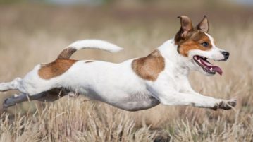 Jack Russel aktiv