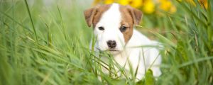 Jack Russel Welpe in die Natur