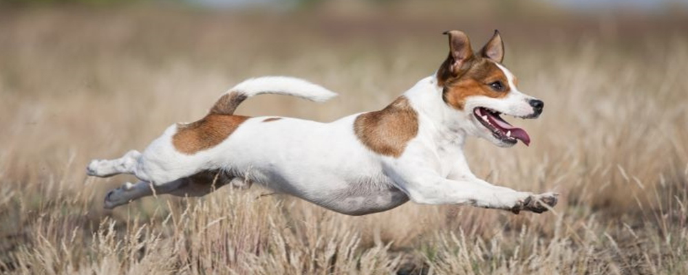 Jack Russel aktiv