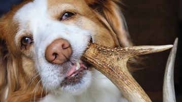 Kauspielzeug Hund