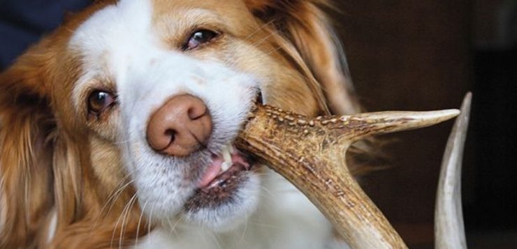 Kauspielzeug Hund
