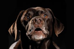 klaeffender Hund