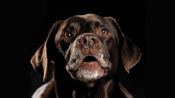 klaeffender Hund
