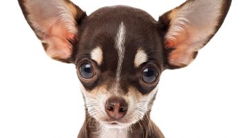 Patellaluxation beim Hund