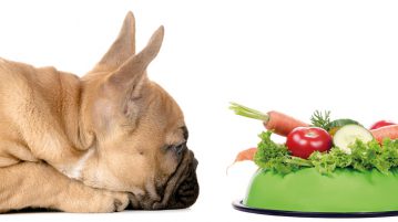 Hunde mit Diagnose Krebs gesund ernähren krebskranke Hunde gesund ernähren