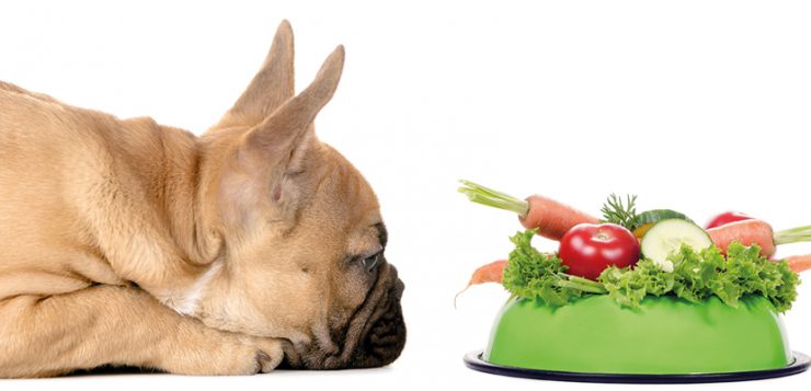krebskranke Hunde gesund ernähren