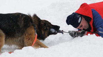 Lawinenhunde Rettungshunde