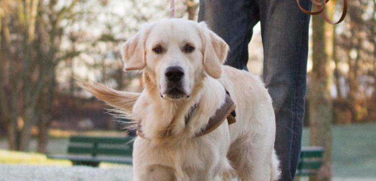 Mantrailing Hund