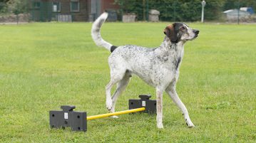 Mobility Hundesport