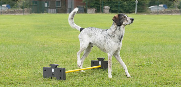 Mobility Hundesport