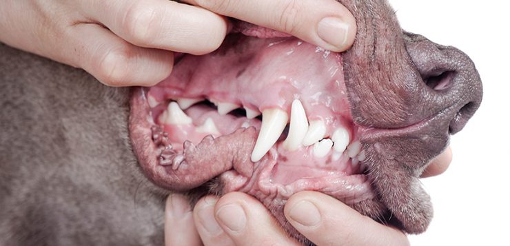 Mund eines Hundes
