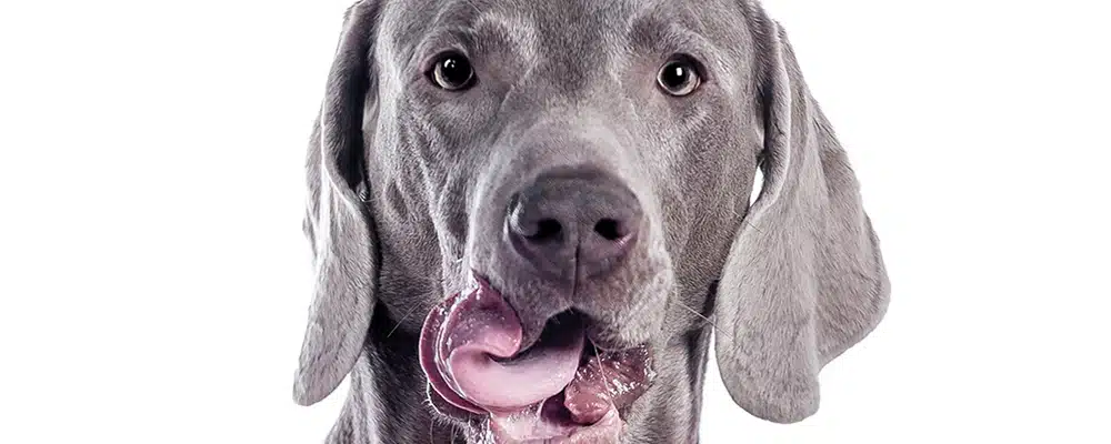 Mund eines stehenden Hundes