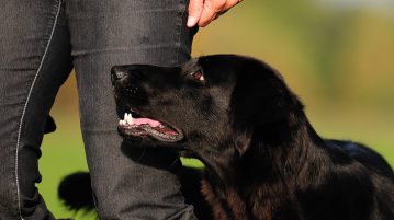 Funsportart Rally Obedience Rally Obedience Hund