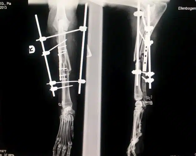 Röntgenbild Hund