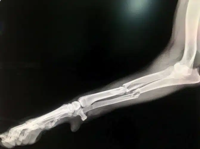 Röntgenbild Bruch Hundebein