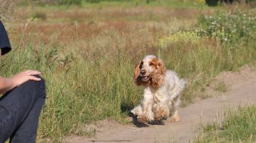 Rueckruf Spaniel