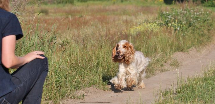 Rueckruf Spaniel