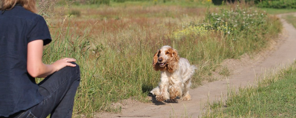 Rueckruf Spaniel