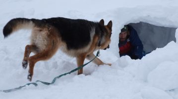 Schäferhund läuft zu Mann im Schnee