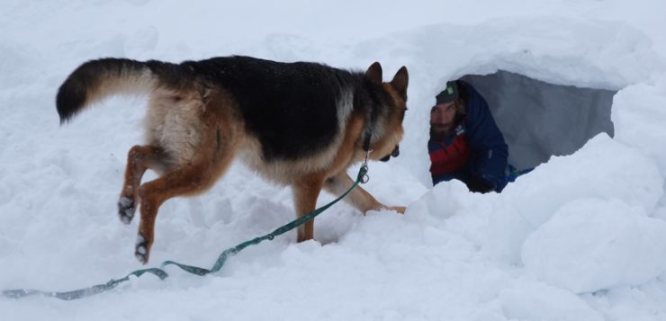 Schäferhund läuft zu Mann im Schnee
