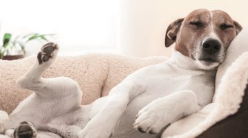 schlafender Hund