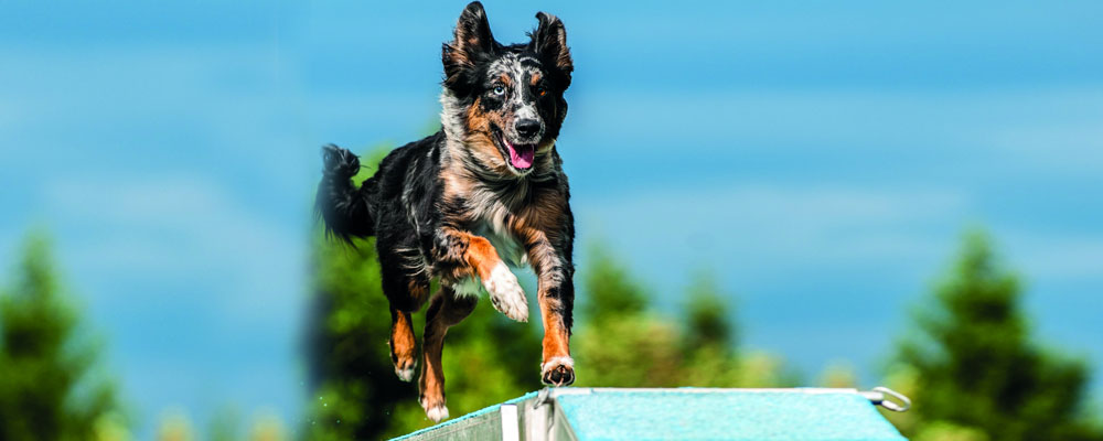 Mehrfarbiger Hütehund rennt über ein Hindernis auf einem Agility-Parcours