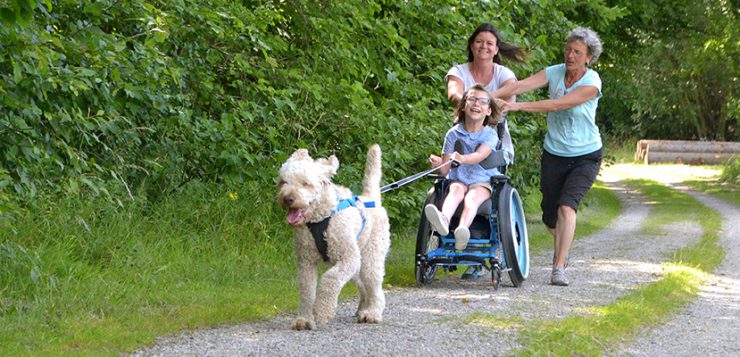 Therapiehund zieht Rollstuhlfahrerin