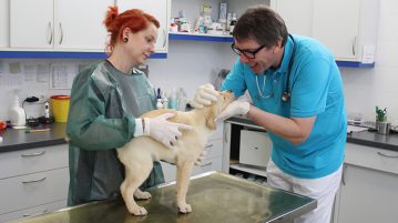 Dr. Dietrich untersucht Beagle