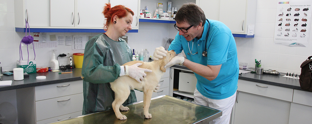 Dr. Dietrich untersucht Beagle