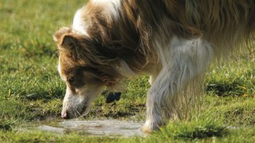 Pfuetzentrinken Hund